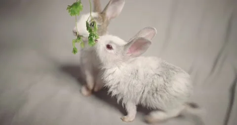 Little cute rabbits Stock Footage 157015982