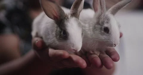 Little cute rabbits Stock Footage 157015984