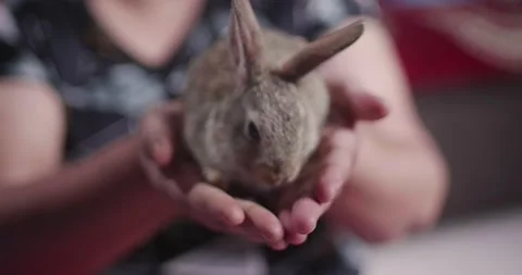 Little cute rabbits Stock Footage 157016022