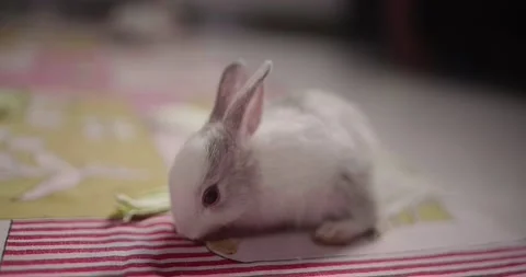 Little cute rabbits Stock Footage 157016033