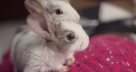 Little cute rabbits Stock Footage 157016243