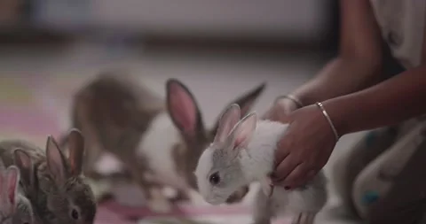 Little cute rabbits Stock Footage 157016258