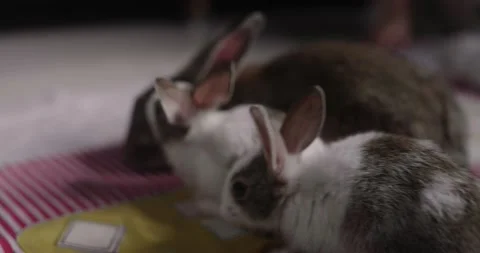Little cute rabbits Stock Footage 157016260