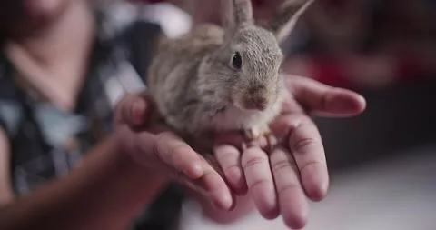 Little cute rabbits Stock Footage 157016294