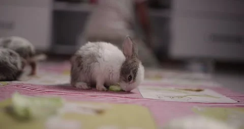 Little cute rabbits Stock Footage 157016324