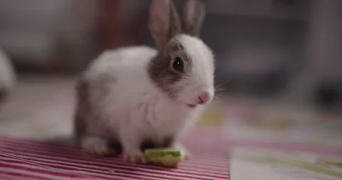 Little cute rabbits Stock Footage 157016373