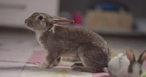 Little cute rabbits Stock Footage 157016435