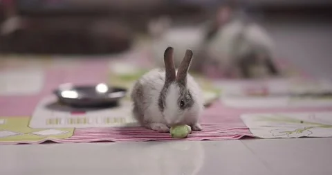 Little cute rabbits Stock Footage 157016439