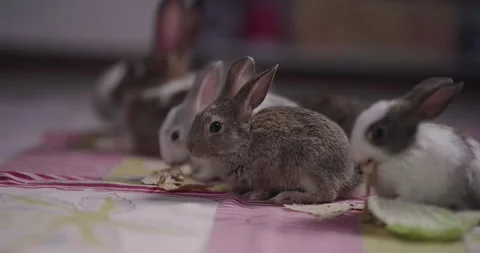 Little cute rabbits Stock Footage 157016496