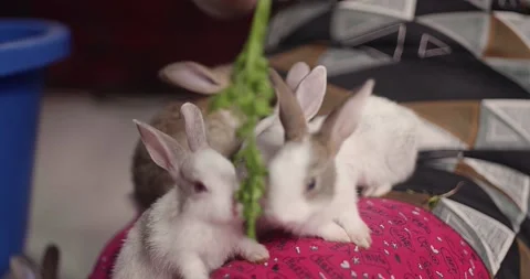 Little cute rabbits Video stock 157016605