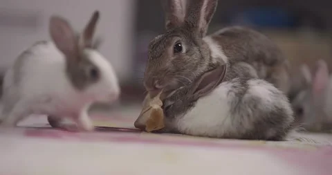 Little cute rabbits Stock Footage 157016638