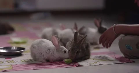 Little cute rabbits Stock Footage 157016650