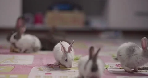 Little cute rabbits Stock Footage 157016693