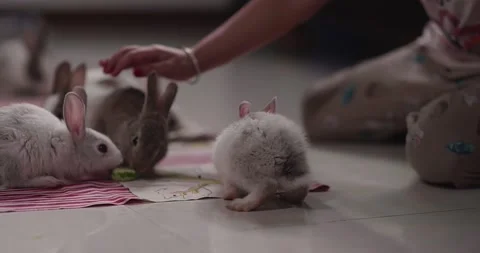 Little cute rabbits Stock Footage 157016727
