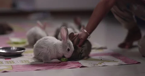Little cute rabbits Stock Footage 157016731