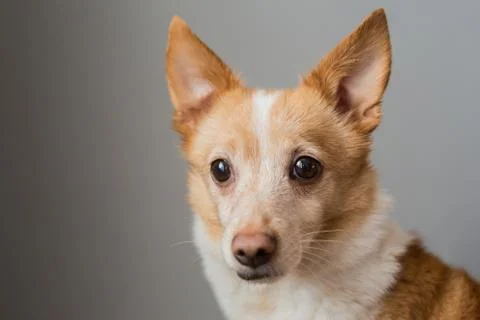 Little cute red-headed mongrel dog Foto stock