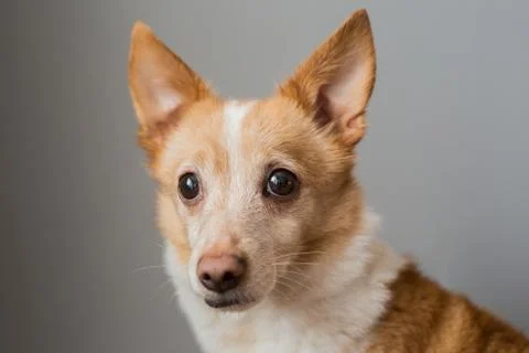 Little cute red-headed mongrel dog Foto stock