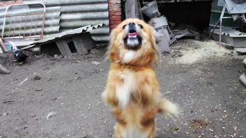 Little cute red playful little dog jumping on chains Stock Footage