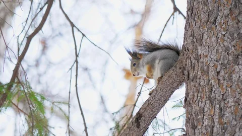 Little cute squirrel sitting on a pine branch in a natural park. Stock Footage 106174181