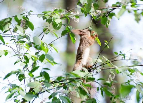 Little cute squirrel in the spring forest Stock Photos