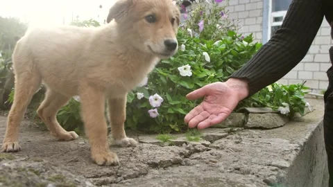 Little cute stray dog gets petting from the hand of an old woman, a red-haired Stock Footage 218618780