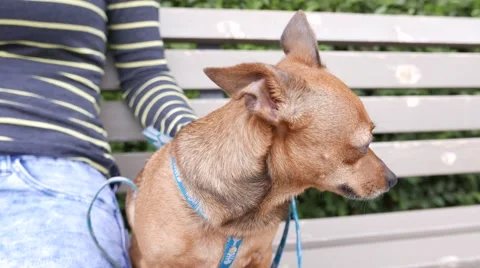 Little cute terrier Stock Footage 65148574