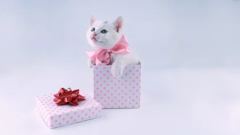 Little cute white cat, looking at top and around, meows Stock Footage 91758587