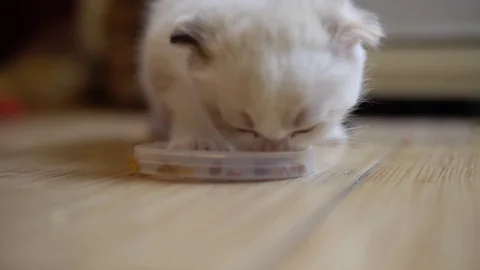 Little cuteScottish Fold kitten eats cat food. Stock Footage 121884639