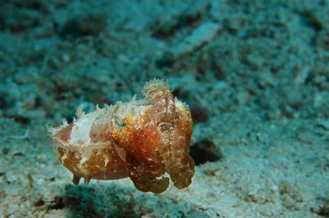 Little cuttlefish Foto stock