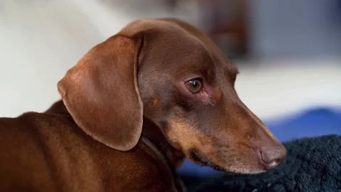 Little dachshund makes himself comfortable on the soft blue couch, trying to Stock Footage 188567938