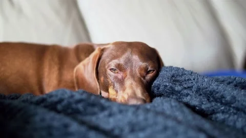Little dachshund makes himself comfortable on the soft blue couch, trying to Stock Footage 188568174