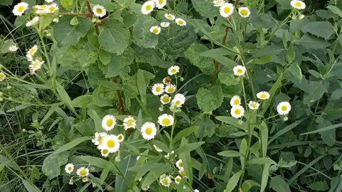 Little daisies in the wind. Stock Footage 313008138