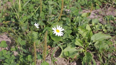 Little daisy develops in the wind among the grass Video stock 96202603