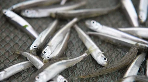 Little Danube fish. Stock-Footage 43808029