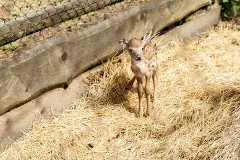 Little deer in the aviary Stock Photos