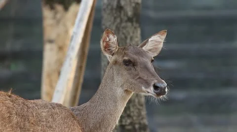 Little Deer Stockbeeldmateriaal 21999138