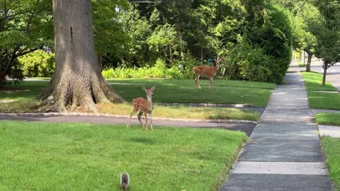 Little deer at the front yard Stock Footage 341634175