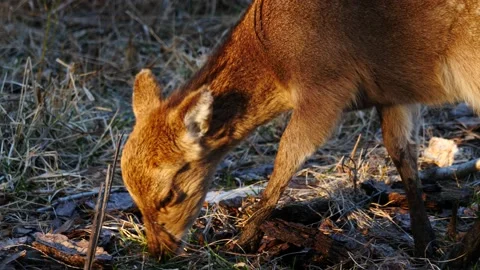 Little deer grazing on frosted grass at sunset close up Video stock 150194341