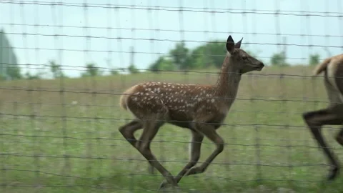 The little deer is running Stock Footage 134664707