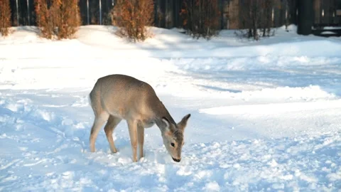 Little deer scared by suitable people, wild animal in winter forest Vidéo 165669152
