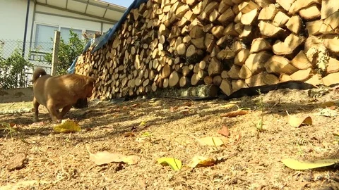 Little Dog and Firewoods Stock Footage 80489507