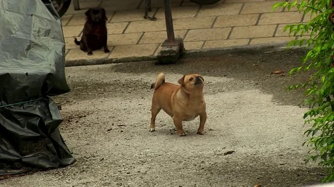 Little Dog Barking Stock Footage 79641774