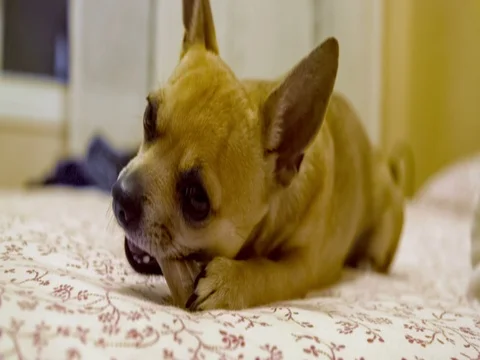 Little dog with a bone Stock Footage 83710915