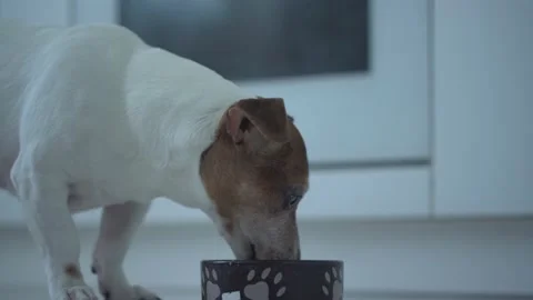 Little dog with brown head eats feed from bowl standing on floor. Stock Footage 150217634