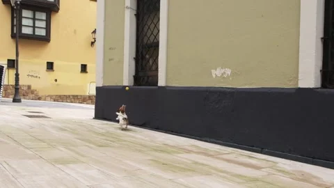 Little dog chasing a ball bouncing in the street. Slow motion. Stock Footage 145953719