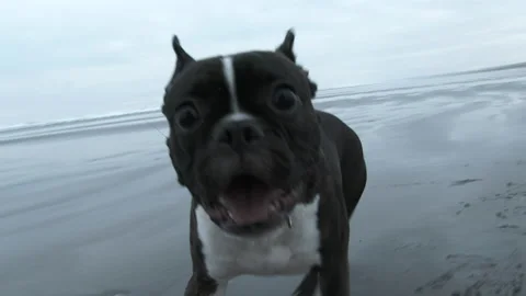 Little Dog Chasing Camera At The Beach Stock Footage 150709210