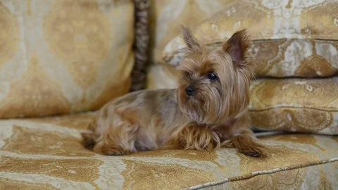 Little Dog on The Couch Stock Footage 106488168