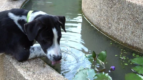 Little dog drinking water in lotus pond Stock Footage