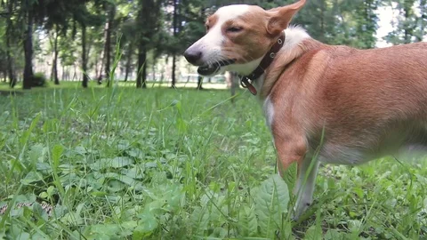 Little dog eats grass in the summer on the nature Stock Footage 90772313