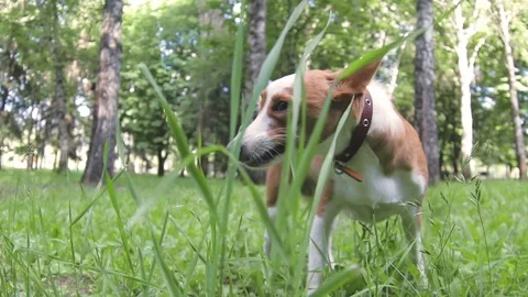 Little dog eats grass in the summer on the nature Stock Footage 90772334